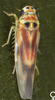 Habitus, dorsal view on Arboridia (Arboridia) velata (Ribaut, 1952): Habitus (female). (Observation).