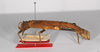 CollectionObject 1562227; a58ba5bd-848a-4ed4-a2b4-73916533b18f: Copyright MNCN, Madrid. female, lateral view (syntype). (CollectionObject).;CollectionObject 1562228; 04fc29ef-48b7-4a14-bdec-ef4159c0b62c: Copyright MNCN, Madrid. female, lateral view (syntype). (CollectionObject).
