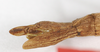 CollectionObject 1562525; 864cec21-e333-47b0-9288-a74e7af8ba85: copyright ZMB, Berlin. female: end of abdomen, ventral view (holotype). (CollectionObject).