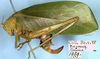 CollectionObject 1532260; NMW 1959, 529f461c-ba2f-40f8-98f0-87505d154a72: female, lateral view (syntype of Phrixa sima). (CollectionObject).