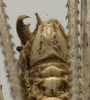 CollectionObject 1535172; df5ab340-c00d-4f67-9f92-e4800fb6bdb8: male subgenital plate (holotype). (CollectionObject).