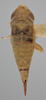 Habitus, dorsal view on Athysanella (Gladionura) rata Ball & Beamer, 1940: Dorsal - Female. (Observation).