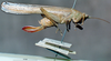 CollectionObject 1531420; NMW No. 14.072, 4567a544-6f75-410f-8f57-9a9f4dd46e50: female, lateral view (holotype). (CollectionObject).