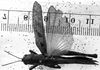 CollectionObject 1530122; a77293f9-6e69-4232-a4a3-a920279be6e0: Image Carbonell, C.S. female, dorsal view (holotype of Phaeoparia maculipennis). (CollectionObject).