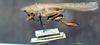 CollectionObject 1531420; NMW No. 14.072, 4567a544-6f75-410f-8f57-9a9f4dd46e50: female, lateral view (holotype). (CollectionObject).