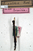 CollectionObject 1558274; NMW 244, 845b902a-5efd-4a94-b53a-a708f2eac232: copyright NMW. male (holotype). (CollectionObject).