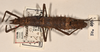 CollectionObject 1561554; 6cdbe08b-dbcd-4592-830b-23e49866e842: copyright UMO. female of synonym Acanthoderus spiniventris (syntype). (CollectionObject).;CollectionObject 1561555; effcc6fe-eba2-4459-a612-4ec6e76c6540: copyright UMO. female of synonym Acanthoderus spiniventris (syntype). (CollectionObject).