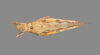 CollectionObject 1523914; 8cea9544-1ba7-4fb7-b9fd-9e0c8327bada: female, lateral view (holotype). (CollectionObject).