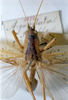 CollectionObject 1532828; NMW 7872, a111c179-d220-4e4e-b2a7-978fbe0208da: male, dorsal view. (CollectionObject).