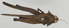 CollectionObject 1580735; cc2a2801-60da-4cb1-b746-7e5558c29b4c: male, dorsal view (syntype). (CollectionObject).