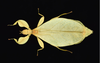 Walaphyllium zomproi (Grösser, 2001): copyright Montreal Insectarium. female, dorsal view, New Guinea, Morobe, Aseki, ID by R. Cumming (not type). (Otu).