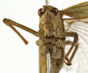 male, frontal view (holotype of Phaneroptera sinensis). Depicts CollectionObject 1529807; 19030f1c-28b2-4e7c-a0b6-d1c46c550fa1, a CollectionObject.