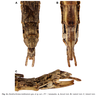 CollectionObject 2260487; 417b2543-adfc-456a-9b50-6b6e62dd7ff6: copyright RBINS. female: end of abdomen (paratype). (CollectionObject).
