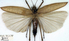 CollectionObject 1532925; b690103c-b7db-494c-9b9e-97227fdbd66b: female, dorsal view (syntype). (CollectionObject).