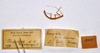 CollectionObject 1560445; 07177fe8-db1f-4fe3-991a-d74a0c90d338: copyright ZMHB, Berlin. female, data labels of synonym Ocnophila pallidissima (holotype). (CollectionObject).
