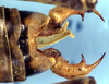 Idiostatus martinellii Rentz, 1973: male cerci (paratype). (Otu).