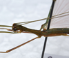 CollectionObject 1576087; ff92de04-db6f-4c6c-a76e-f0d81b4fd0d4: copyright SPM, Kinabalu. male: head & thorax, lateral view (holotype). (CollectionObject).
