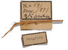 CollectionObject 1571903; 5c8ee73e-1b4f-4803-98b5-01cf89fae5fa: labels (paratype). (CollectionObject).