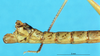 CollectionObject 1507049; e78364db-a1b5-4dec-90a4-168ebac0b6df: male abdomen tip, lateral view (lectotype). (CollectionObject).