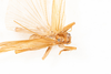 CollectionObject 1532900; 79ee8bd7-2f4d-44c2-9a3b-9c28308aadb7: male, dorsal view (holotype). (CollectionObject).