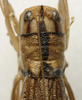 CollectionObject 1535100; 87096620-d563-4edf-bf3e-f084ab59511e: female pronotum, dorsal view (syntype). (CollectionObject).