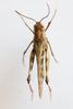 CollectionObject 1591765; 5fd9641e-c4e0-45c7-b63d-95c3663e9f71: male, dorsal view (syntype of Oedaleus asiaticus). (CollectionObject).