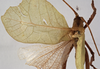 CollectionObject 1534528; 2b2ebb03-cd40-4822-8b84-53779363641e: male, dorsal view (holotype). (CollectionObject).