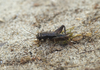 CollectionObject 1584987; b2d2f369-69c4-4aa3-abd2-595bb96c2475: male. (CollectionObject).
