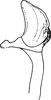 Aedeagus, lateral view: Aedeagus, lateral view. (Observation).