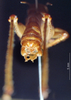 CollectionObject 1536089; a93fe880-a24d-4e40-83c3-ea2198e04601: male cerci (holotype). (CollectionObject).