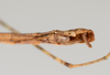 CollectionObject 1562558; 95098f74-6b7d-4b0f-a406-c0c7acc673ac: copyright ZMUH, Hamburg. male: end of abdomen, ventral view (syntype). (CollectionObject).