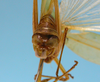 CollectionObject 1542821; 7aea9579-f7f7-4ea5-a863-bcc8f329871e: male, apex of the abdomen posterior view (holotype). (CollectionObject).