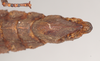 CollectionObject 1562234; NHMUK(SF IMPORT DUPLICATE) 845220, c69be5ad-c184-4b0c-8933-549e74c399c6: copyright Natural History Museum, London. female: end of abdomen, ventral view (holotype). (CollectionObject).