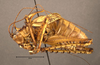male, lateral view (holotype). Depicts CollectionObject 1507296; c1df69f2-c1c1-425e-9d54-16efe7e9a05b, a CollectionObject.