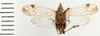 Habitus, dorsal view on Avephora eugeniae (Stål, 1859): (Observation).