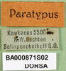 CollectionObject 1502771; f16113db-5332-490e-a207-31cbef4ebff9: labels (paratype). (CollectionObject).