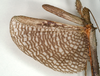 CollectionObject 1561358; 95b1cf49-2a4a-4571-84bc-429fba99cabd: copyright MIZ, Warsaw. male, wing structure (syntype). (CollectionObject).;CollectionObject 1561359; 7fea4d77-908e-4597-9734-c9a775e418e4: copyright MIZ, Warsaw. male, wing structure (syntype). (CollectionObject).