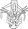 Aedeagus, ventral view on Chudania delecta Distant, 1908: Aedeagus, ventral view. (Observation).
