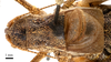 CollectionObject 1475982; f7f33ea0-a106-426e-9e61-58b3fc1898cb: male, dorsal view (holotype). (CollectionObject).