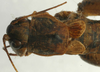 CollectionObject 1520638; d9cc3d14-eaf9-412f-8881-213f42908d12: female pronotum dorsal (paratype). (CollectionObject).