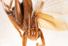 CollectionObject 1531197; NMW 21.543, cfc8aba8-658c-4018-a12f-cca4772177b0: female, dorsal view (holotype). (CollectionObject).