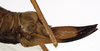 CollectionObject 1529733; 56738053-1ee8-455b-a7f7-dc78c1e24cb7: female ovipositor (holotype). (CollectionObject).