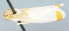 Habitus, lateral view on Dasmeusa mendica Young, 1977: (Observation).