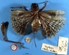 CollectionObject 1516644; 1a417bd2-6e97-4320-b212-d7c985a4526e: female, dorsal view (holotype). (CollectionObject).