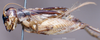 CollectionObject 1536196; NMBA 3225349, 79198b2f-845e-4c5e-800a-2c3e0a5e75a5: male, lateral view. (CollectionObject).