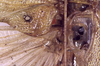CollectionObject 1517134; 7783a68b-727d-48af-a64f-b2a3482339fd: male stridulatory apparatus (holotype). (CollectionObject).