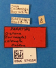 Other on Carnoseta colomella (DeLong, 1981): Male paratype [OSU]: labels. (Observation).