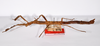 CollectionObject 1559464; b7c94d0d-8338-4d5b-93e6-57b6c0da12d6: copyright ZMHB, Berlin. female, lateral view of synonym Prisomera strumosus (holotype). (CollectionObject).