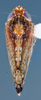 Habitus, dorsal view: !! display not done !! on Scaphytopius n. sp. PE28: Scaphytopius Ball, 1931: (Observation).