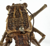 CollectionObject 1566726; 0cd0a5c4-fb88-422f-b2dd-d5261b005a59: male pronotum, dorsal view (syntype). (CollectionObject).
